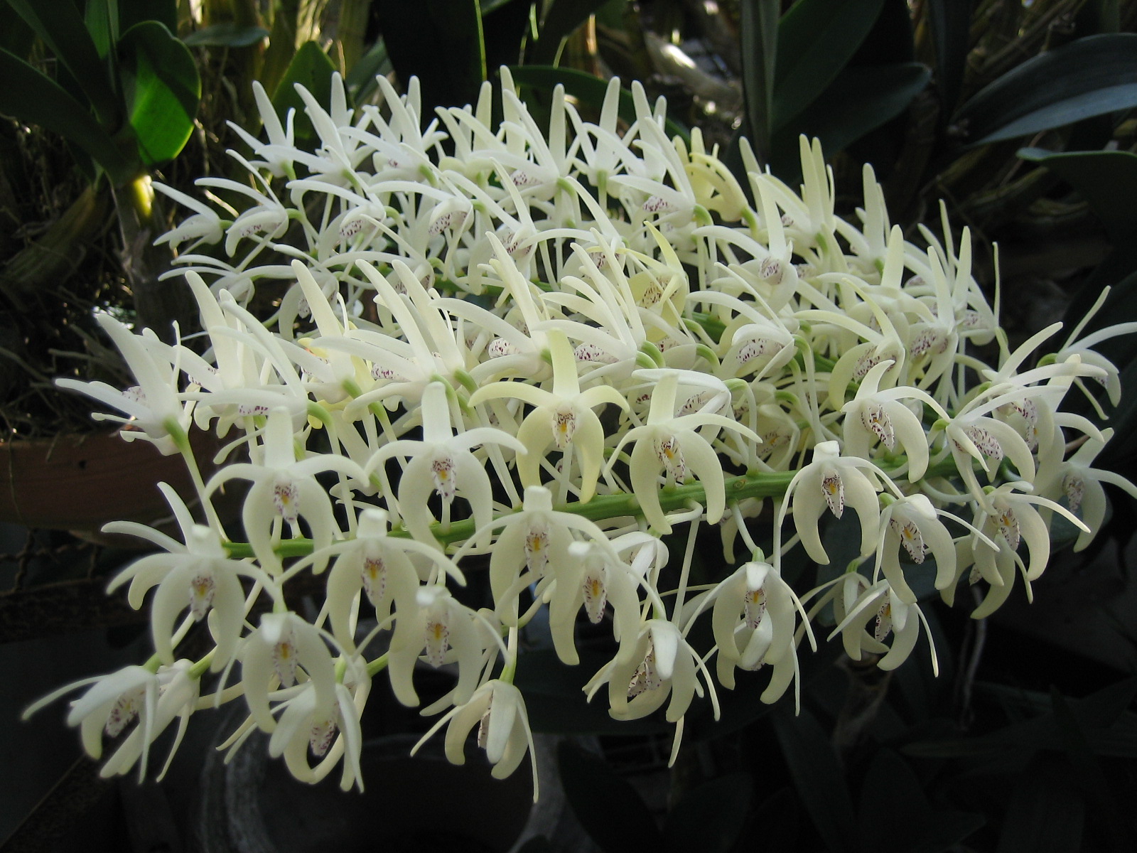 den-speciosum