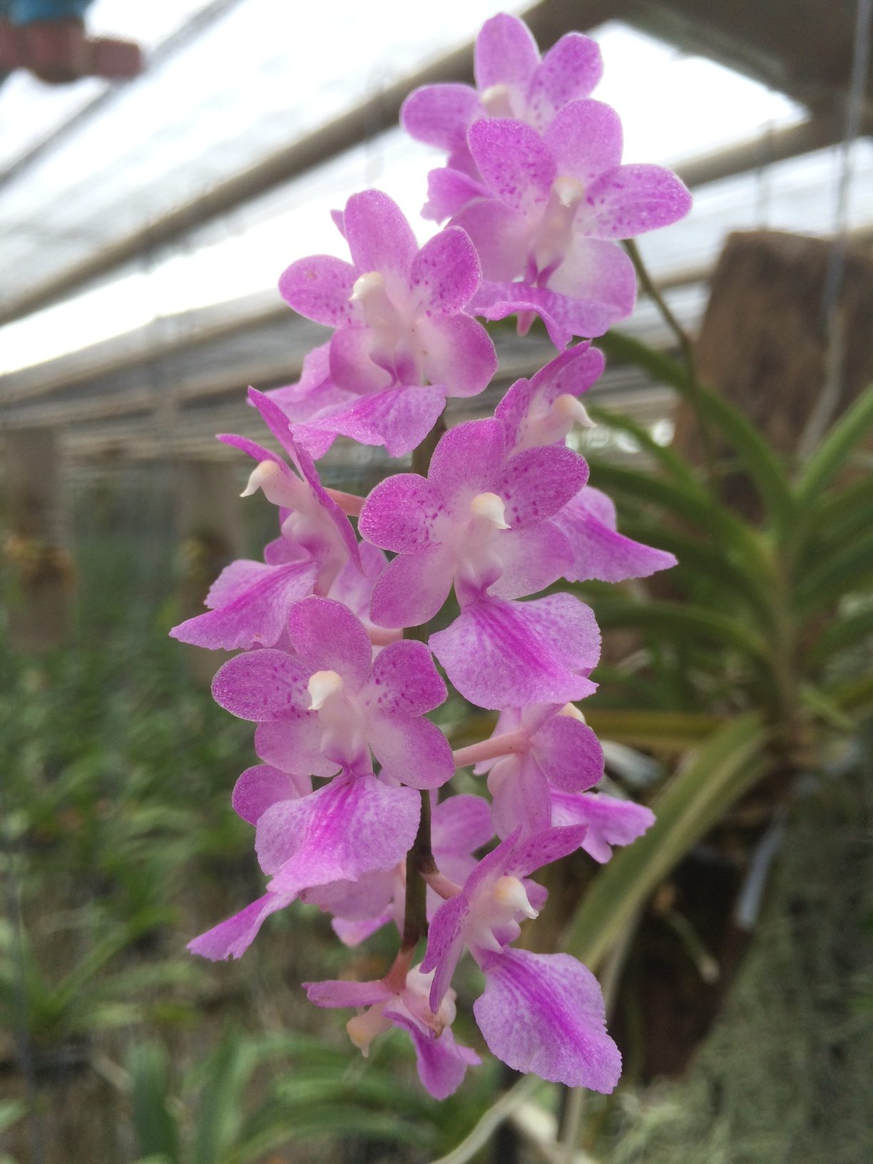 aerides-krabiense