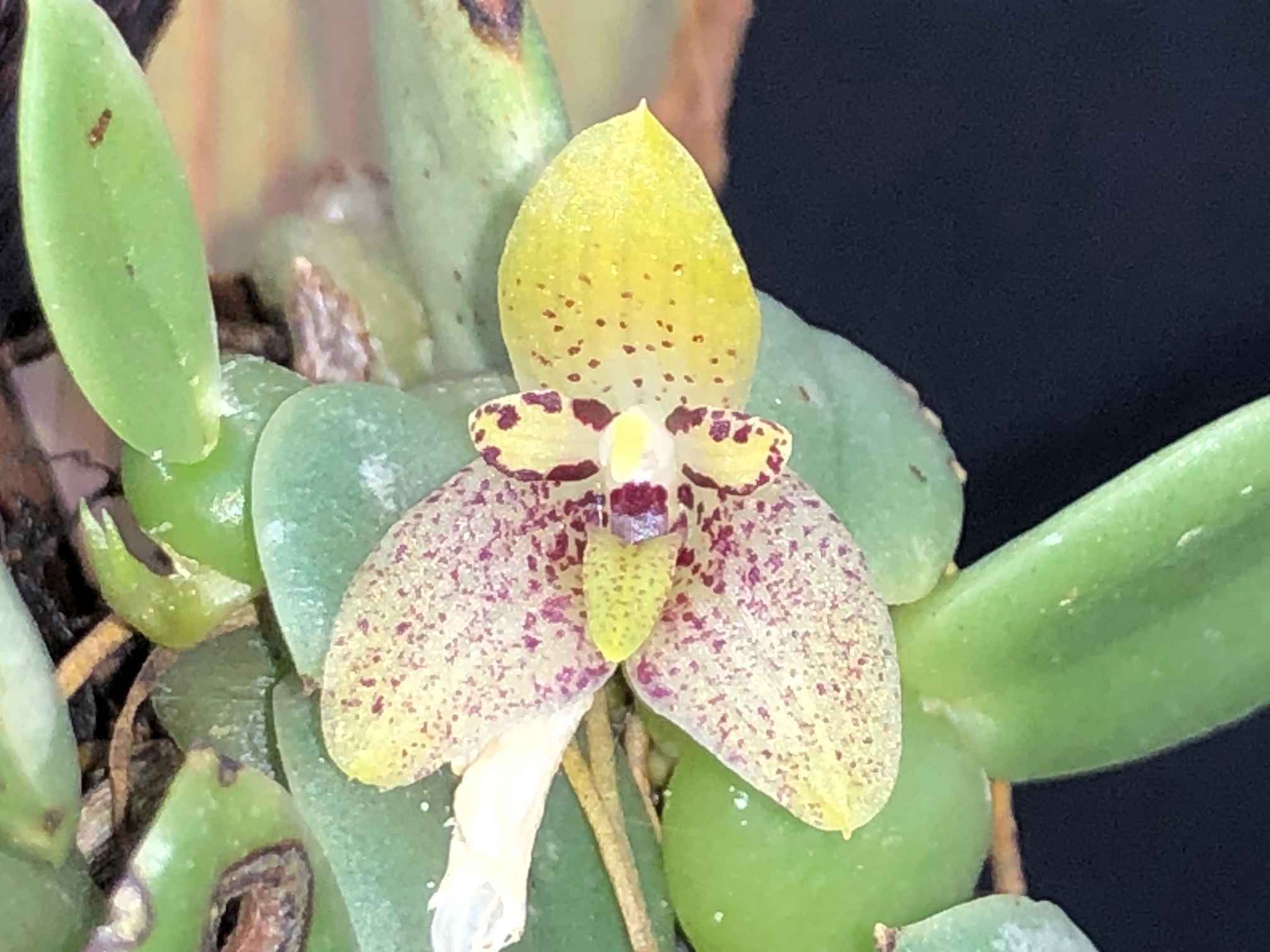 バルボフィラム モニリフォルメ Bulbophyllum moniliforme 樹皮
