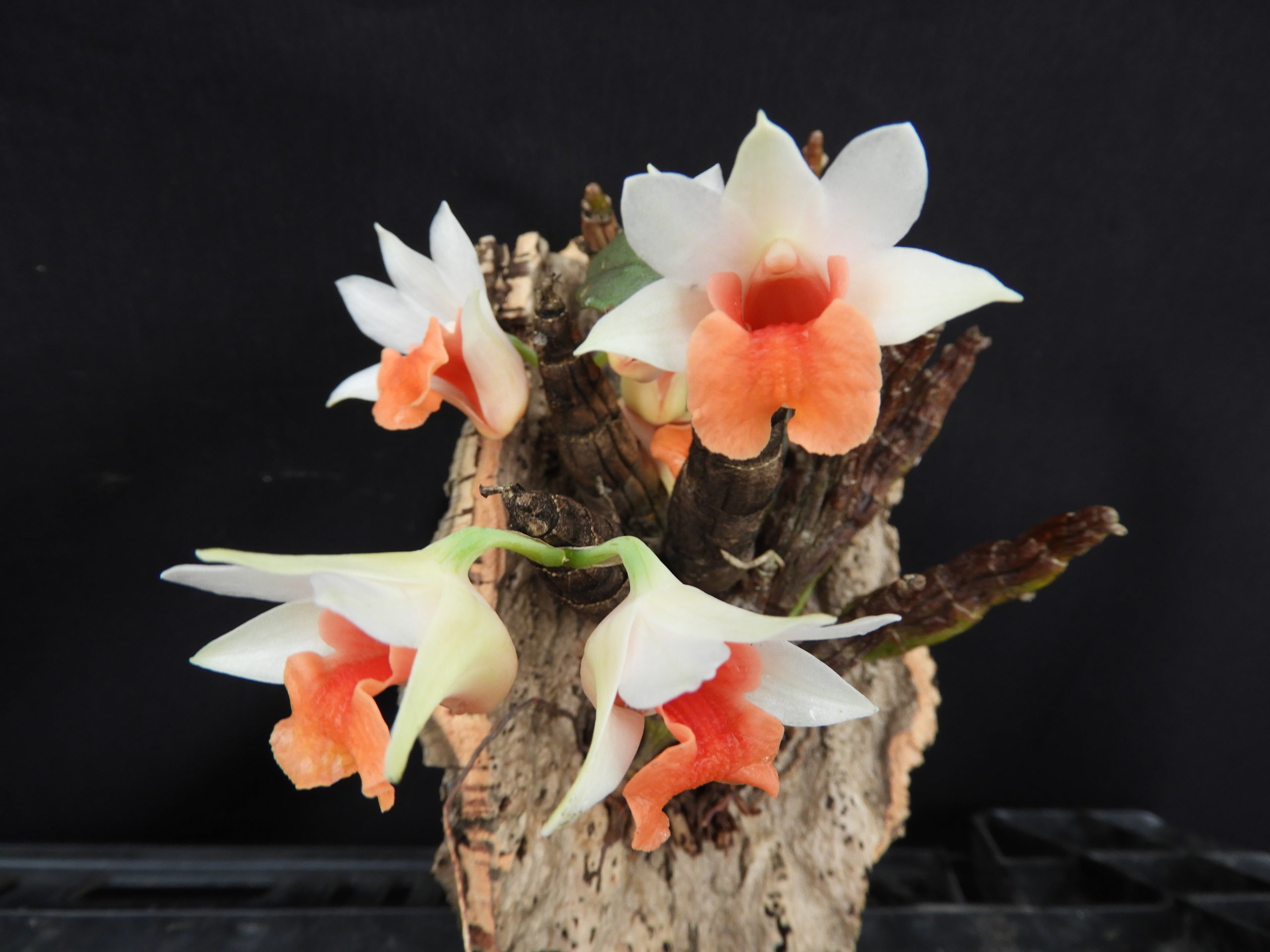 den-bellatulum