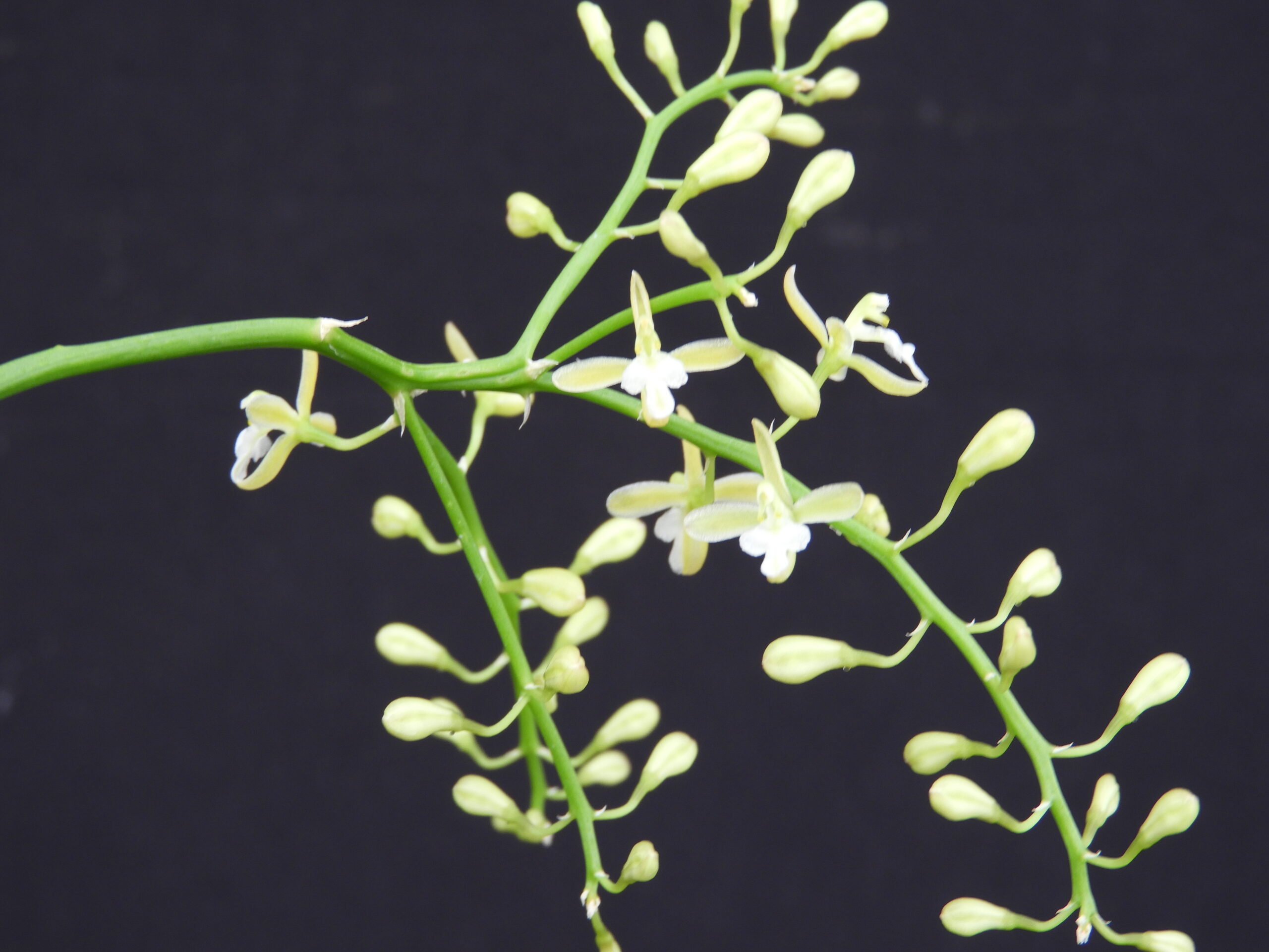 acriopsis-indica-alba