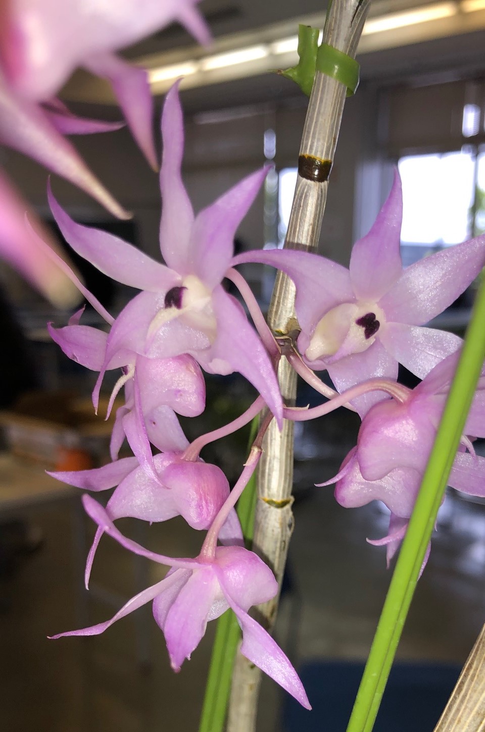 den-bifurcatum