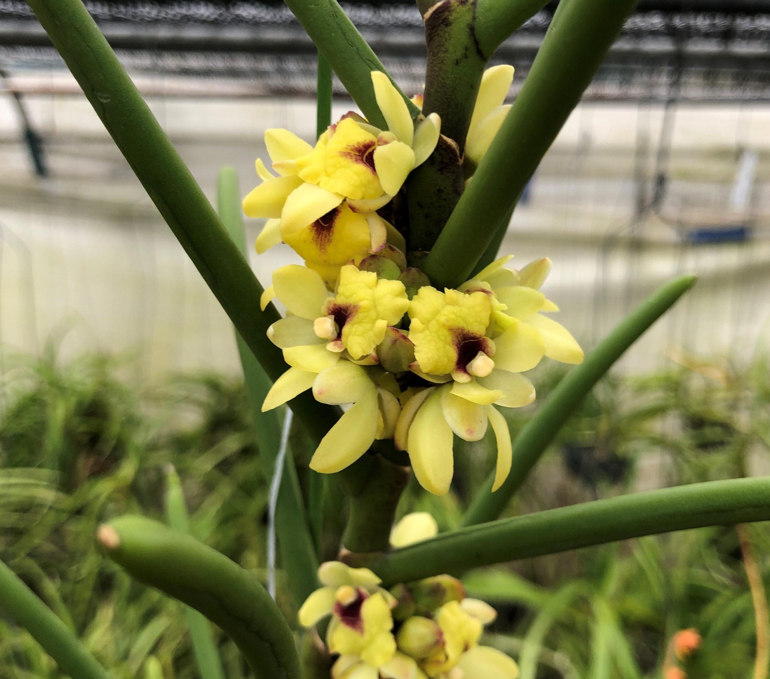 luisia-primulina