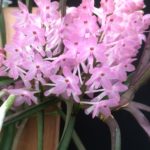 v-christensoniana