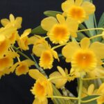 Den. chrysotoxum デンドロビューム クリソトキサム | 仙台洋ラン園