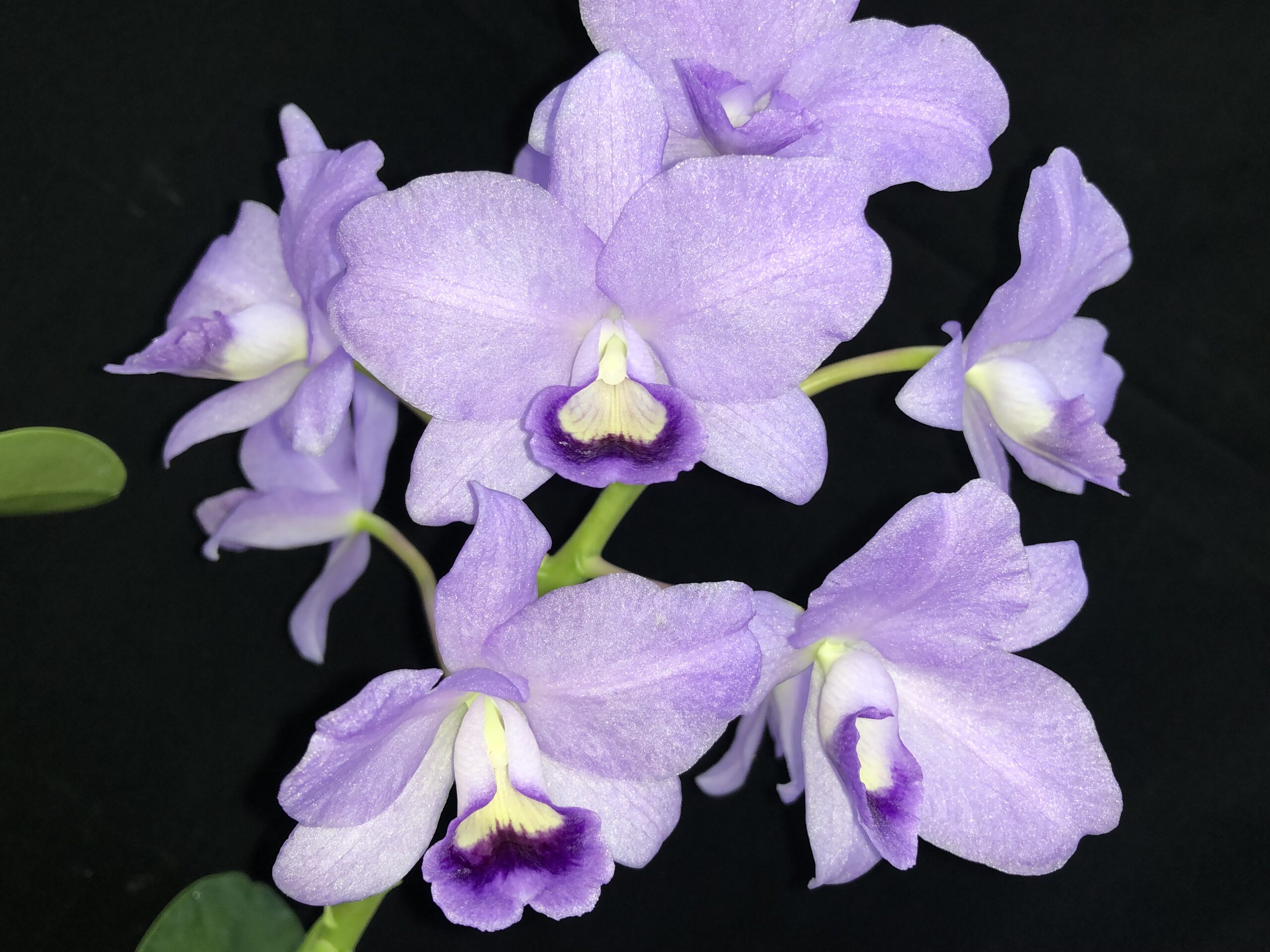 c-bowringiana-coerulea2
