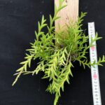 den-kentrophyllum