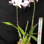 lc-dubescens-sendai