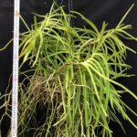 v-curvifolia-big