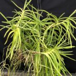 v-curvifolia-big