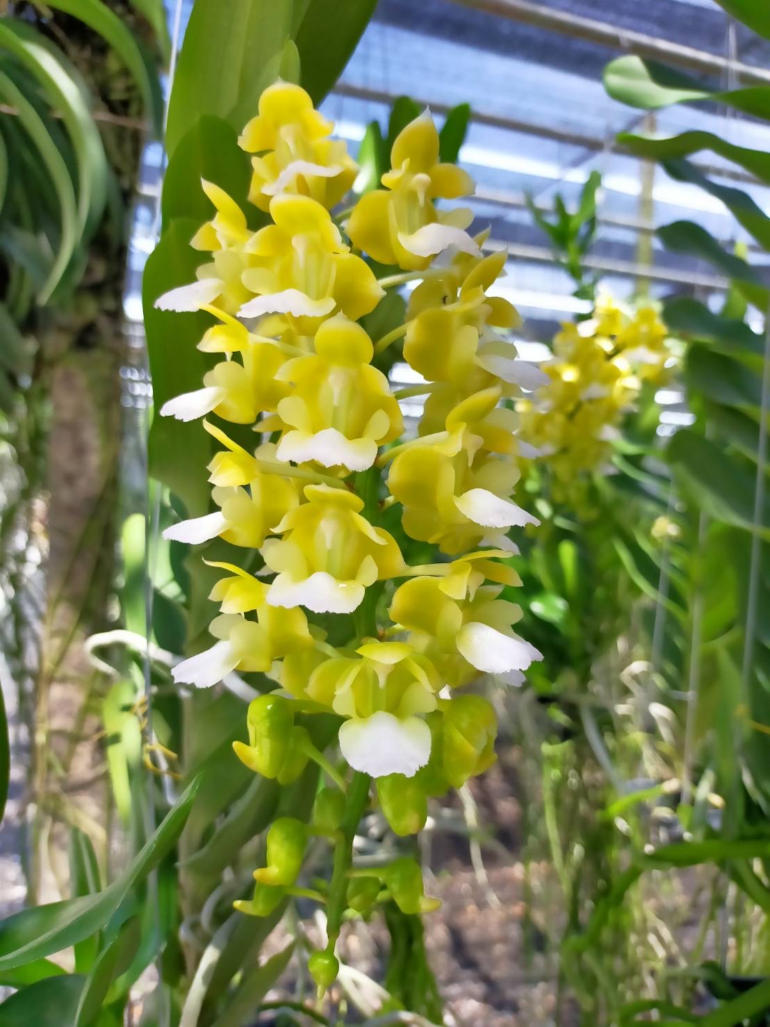 aerides-houlletiana-alba