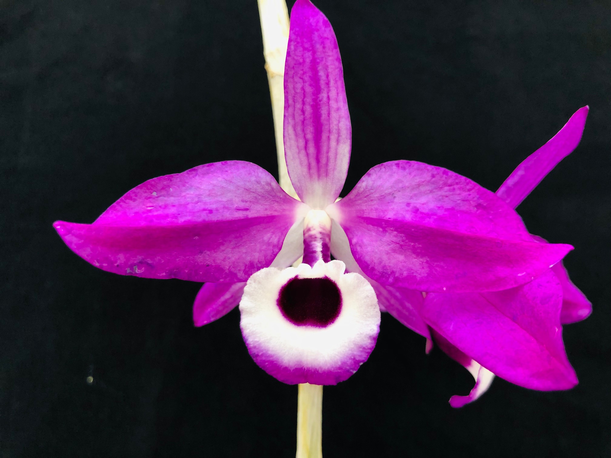 den-lituiflorum-superpurple