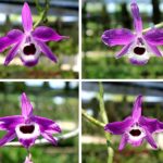 den-lituiflorum-superpurple