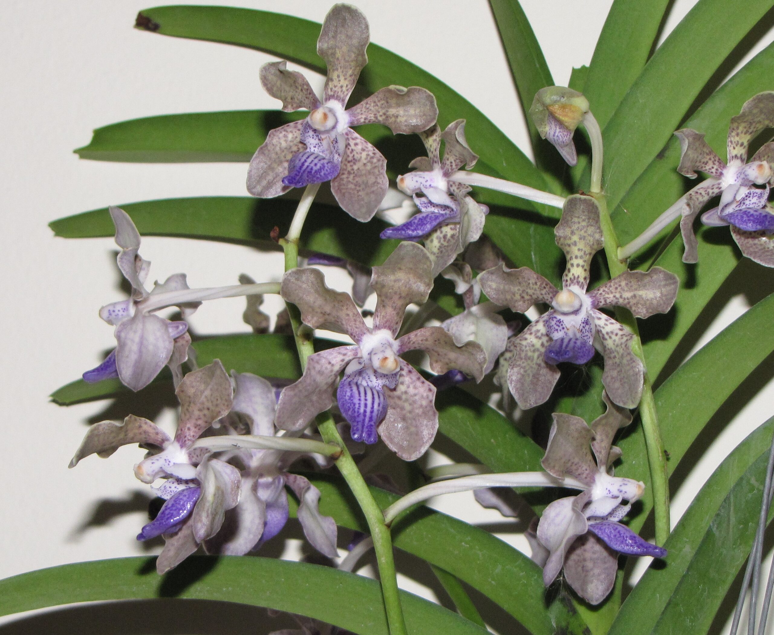 v-tessellata