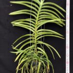v-tessellata