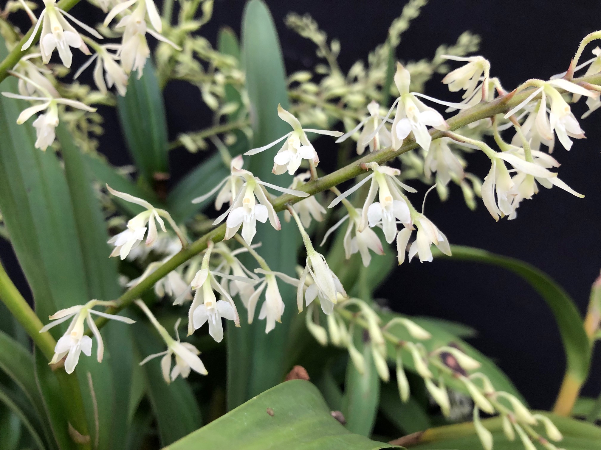 epidendrum-bracteolatum