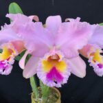 rlc-george-king-serendipity2-