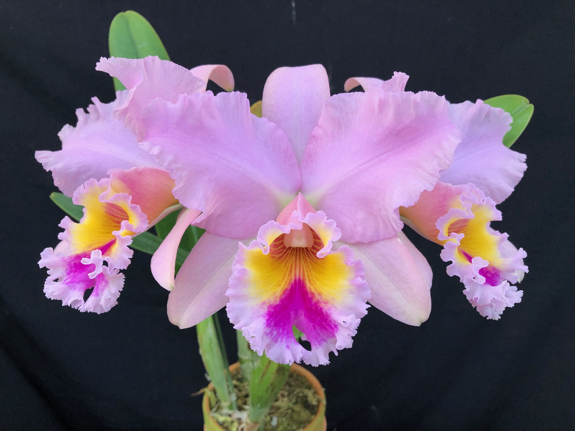 rlc-george-king-serendipity2