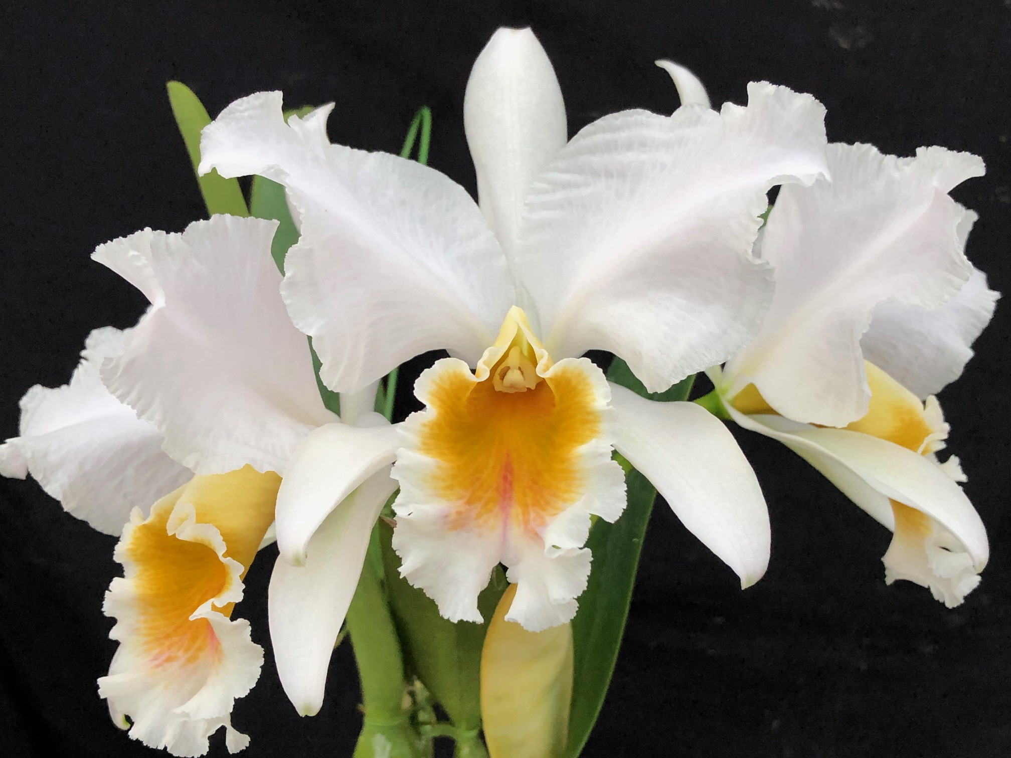 c-percivaliana-albescens-selected