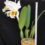 c-percivaliana-albescens-selected