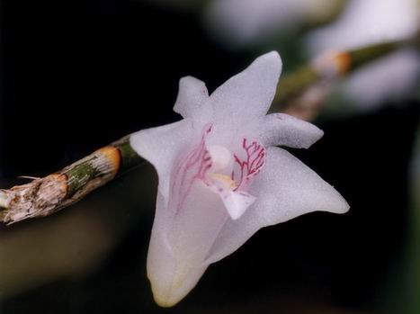 den-angulatum-2022-12-5