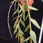den-aphyllum-pinkcascade