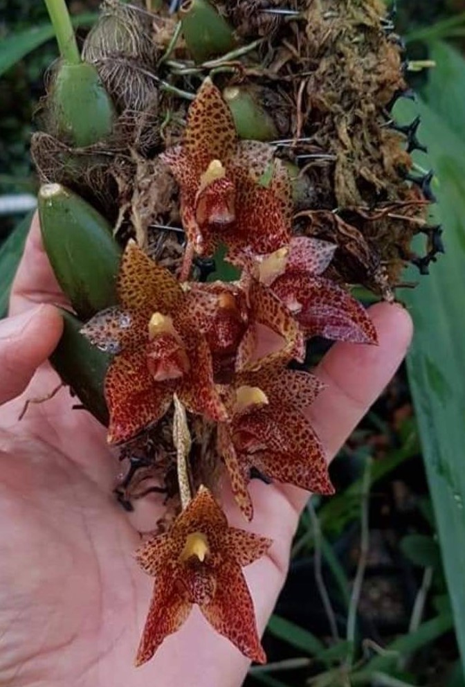 bulb-leopardinum
