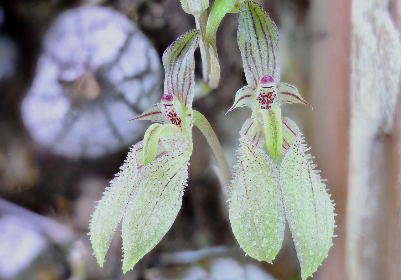 bulb-polliculosum-2023-1