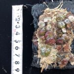 bulb-polliculosum-2023-1