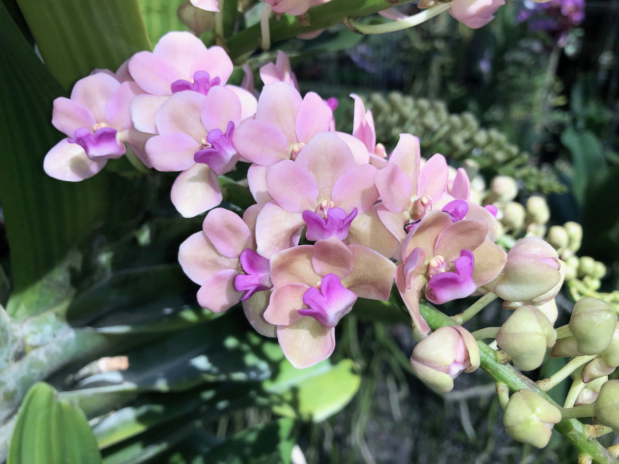 rhy-gigantea-pink-2-2023-1