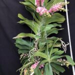 rhy-gigantea-pink-2-2023-1