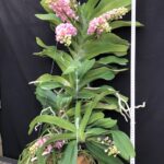 rhy-gigantea-pink-2-2023-1
