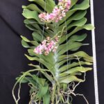 rhy-gigantea-pink-2023-1