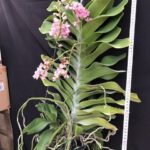 rhy-gigantea-pink-2023-1
