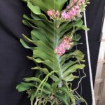 rhy-gigantea-pink-2023-1