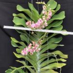 rhy-gigantea-pink-2023-1