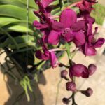 rhy-gigantea-red-2023-1