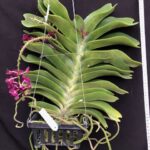 rhy-gigantea-red-2023-1