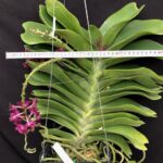 rhy-gigantea-red-2023-1