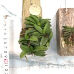 schoenorchis-fragrans-big-clump1