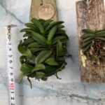 schoenorchis-fragrans-big-clump1