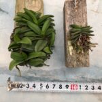 schoenorchis-fragrans-big-clump1