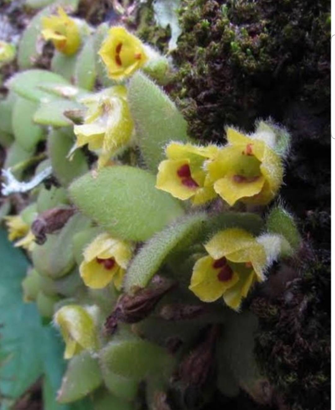 trichotosia-dasyphylla