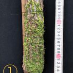 bulbophyllum-miniliforme-big