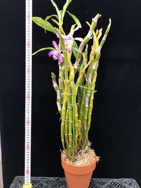 Den. nobile (From Myanmar) Big Plant Bデンドロビューム ノビル (ミャンマー産)大株 仙台洋ラン園 洋蘭 デンドロビューム Den. Spring Dream ‘Apollon’