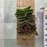 schoenorchis-fragrans2023
