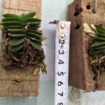 schoenorchis-fragrans2023