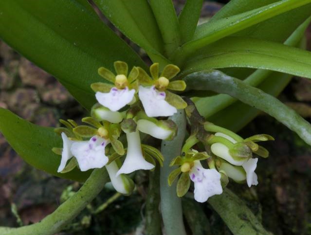 trichoglottis-triflora