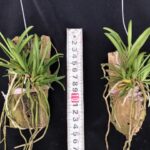 trichoglottis-triflora