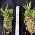 trichoglottis-triflora